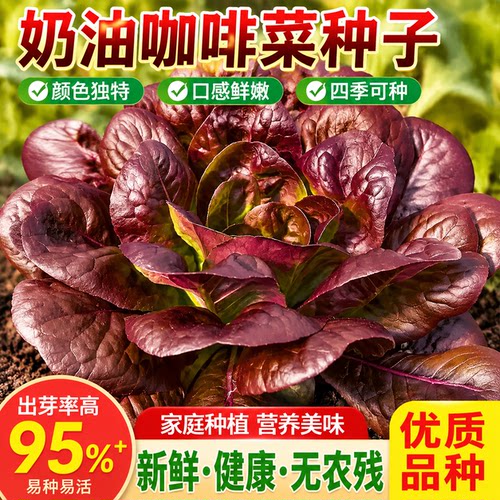 奶油咖啡生菜种子紫叶生菜种子球生菜西生菜四季庭院蔬菜种子大全