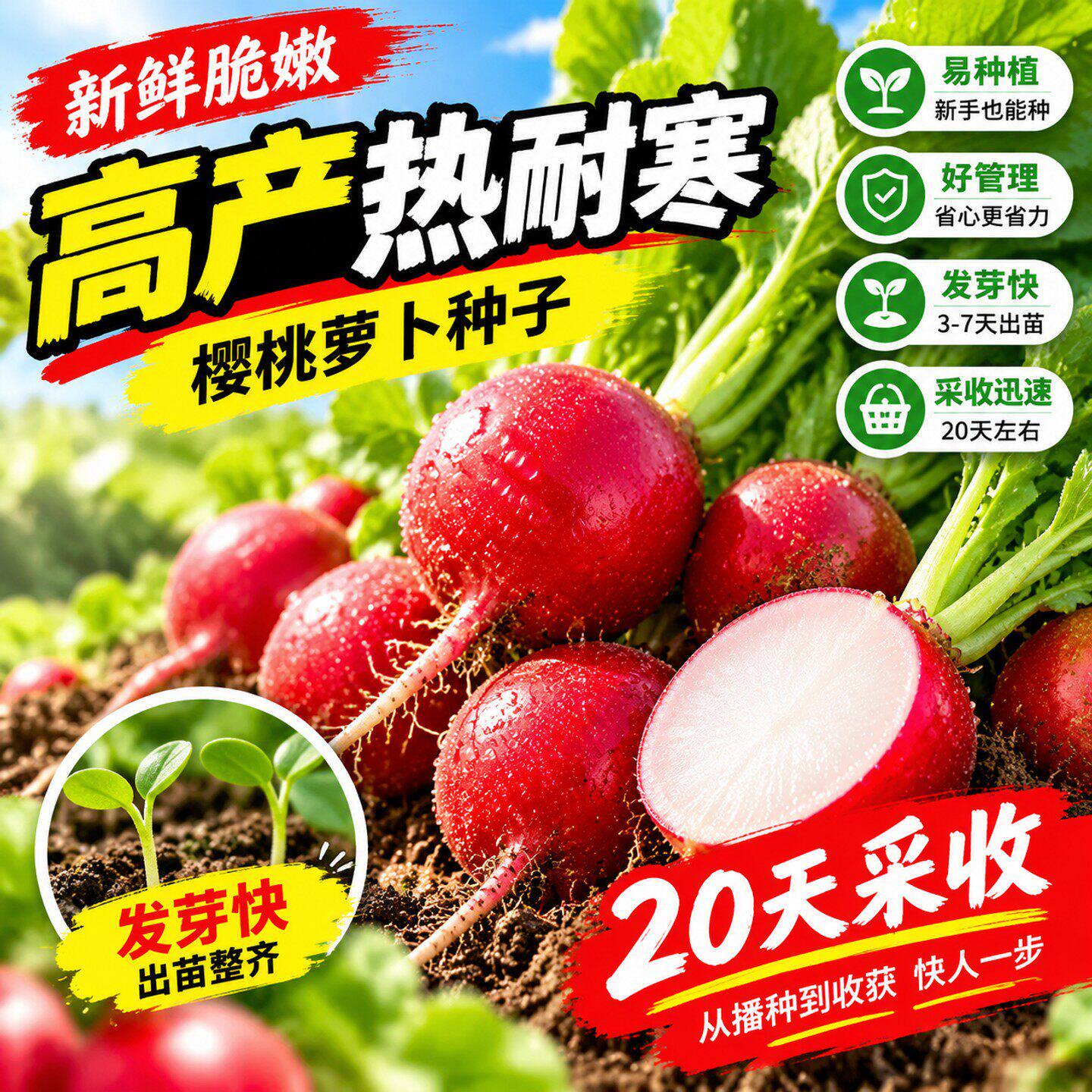 樱桃萝卜种子水果萝卜种子籽蔬菜四季阳台盆栽耐寒红白小萝卜种孑