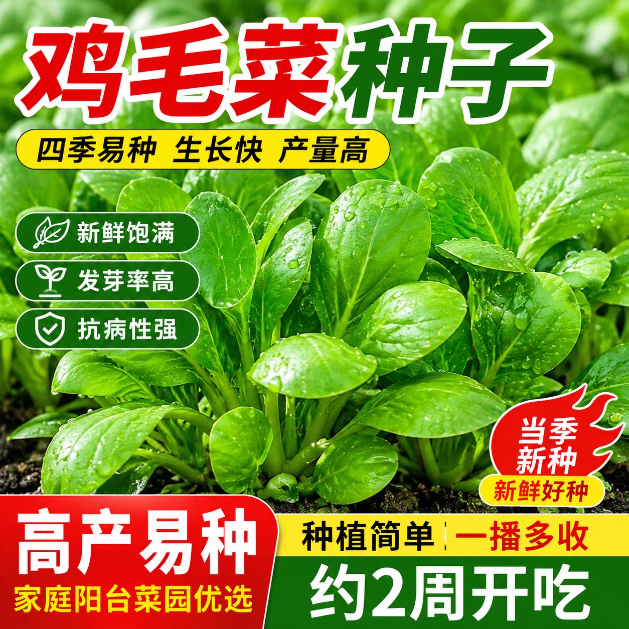 鸡毛菜菜籽种四季速生小白菜青菜油菜上海青蔬菜种子种孑大全种籽