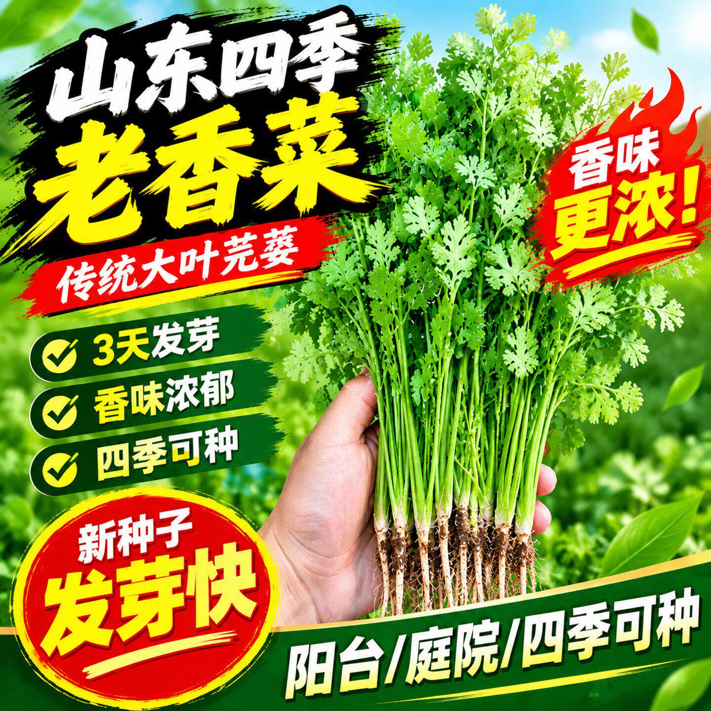 四季速生大叶香菜种子香菜香味浓烈香菜农家庭院阳台盆栽蔬菜种籽