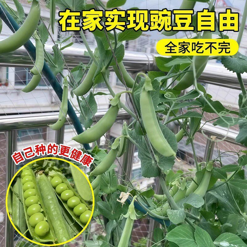 甜脆豌豆种子青碗豆种籽高产庭院农家四季易种植蔬菜籽豆荚种子