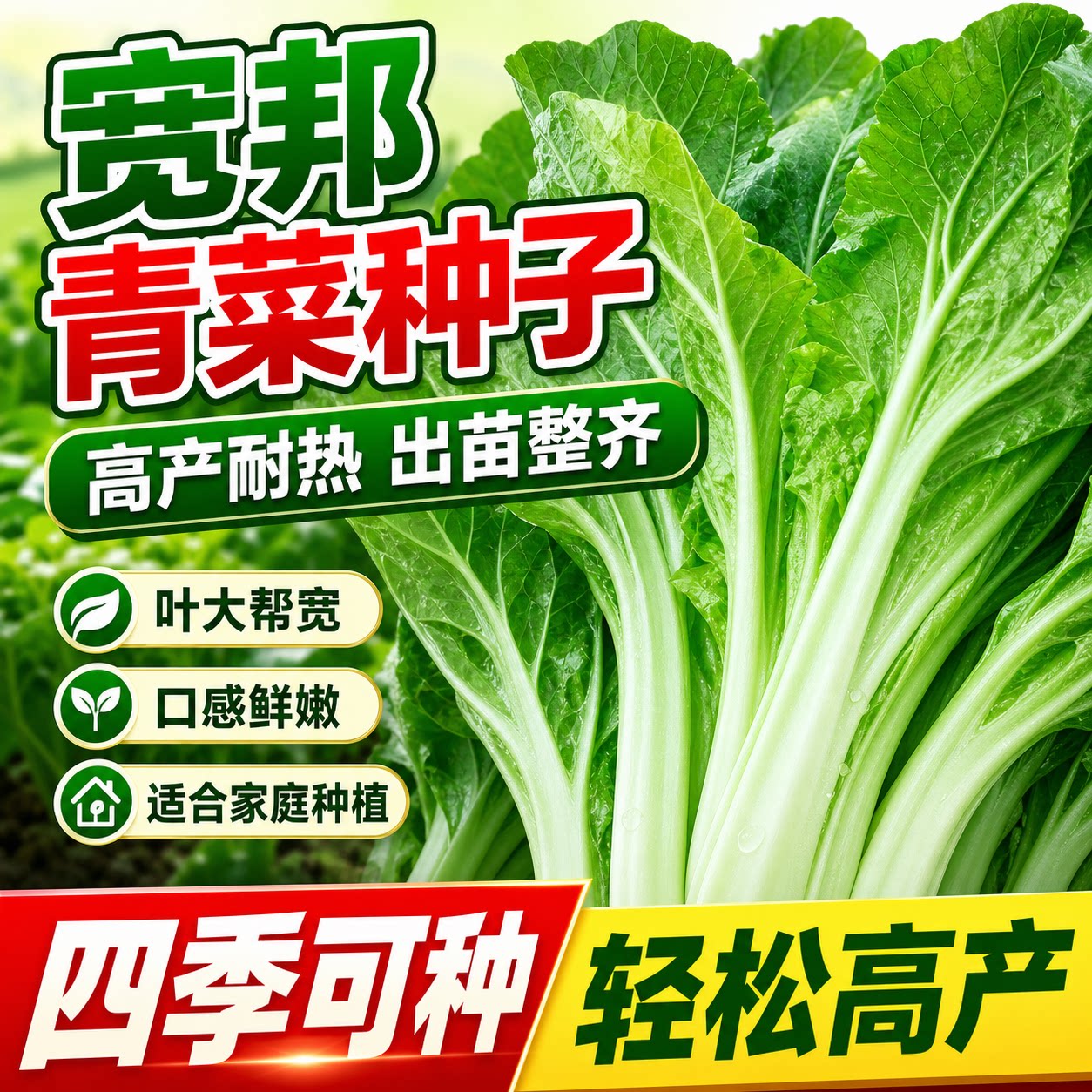宽帮青菜种子腌渍泡菜酸菜腌菜四川芥菜中熟大叶高产秋播蔬菜种子