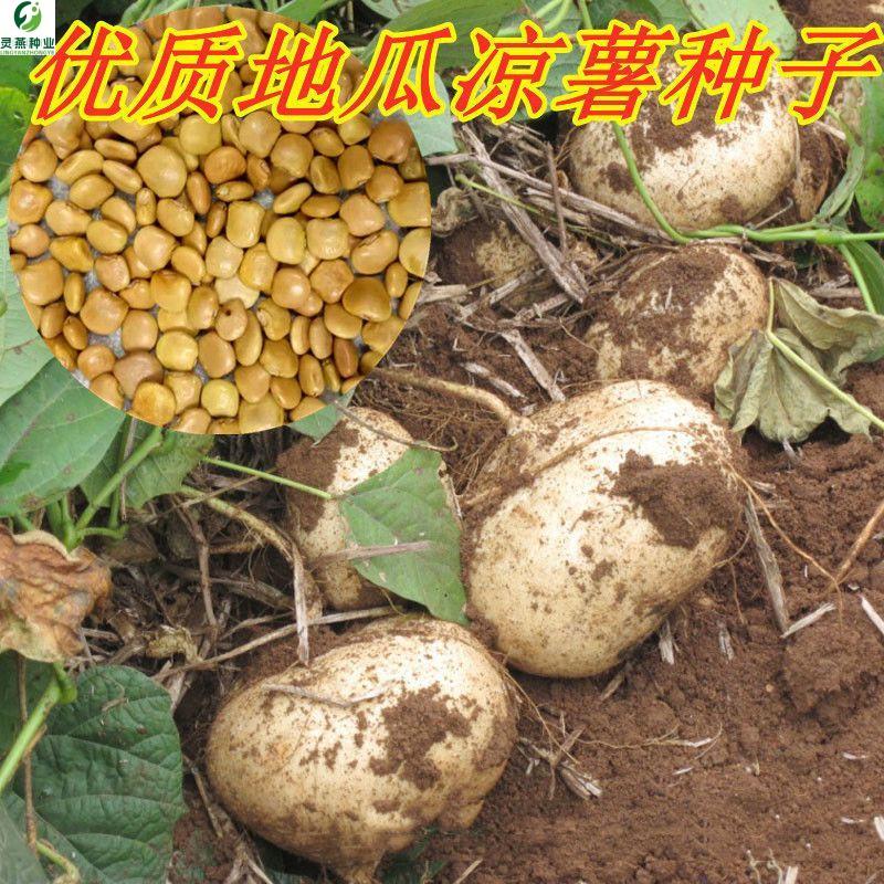 白地瓜秧苗种籽水果地瓜牧马山地瓜凉茹种子早熟地瓜水果地瓜凉薯