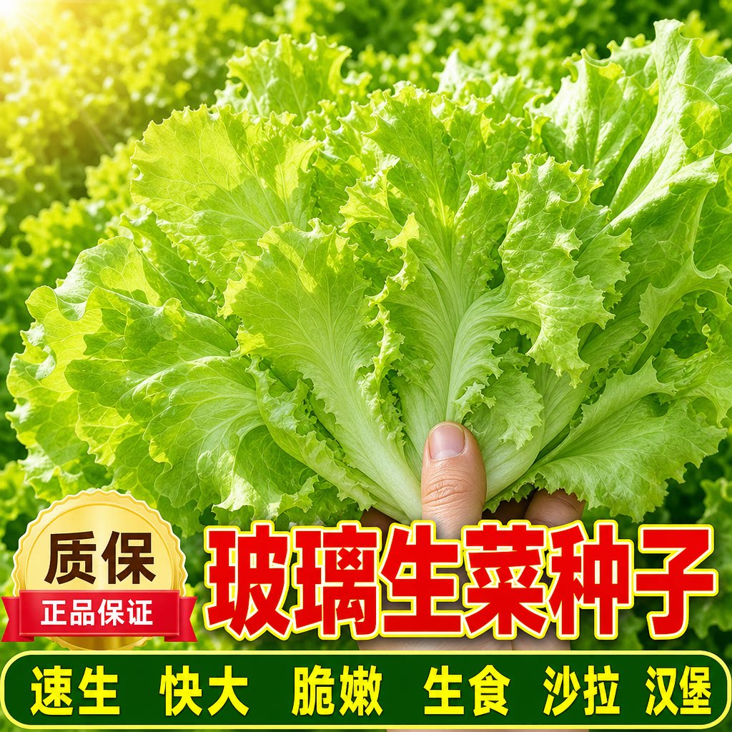 四季甜脆玻璃生菜种子脆嫩生吃生菜种籽阳台四季盆栽春季蔬菜种孑