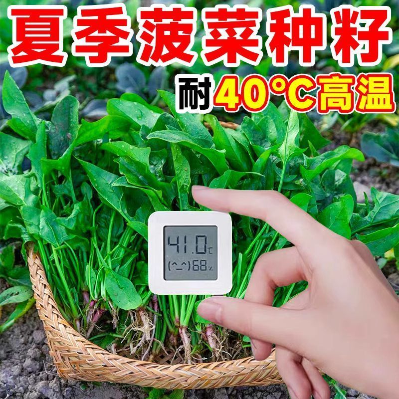 耐热耐寒易种植大叶菠菜籽