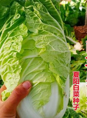 早熟五号白菜种子大田耐高温包心夏季大白菜籽抗热耐热一代良种
