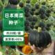 日本南瓜种子甜面香糯高产春秋蔬菜种籽黑板栗南瓜四季 播种籽