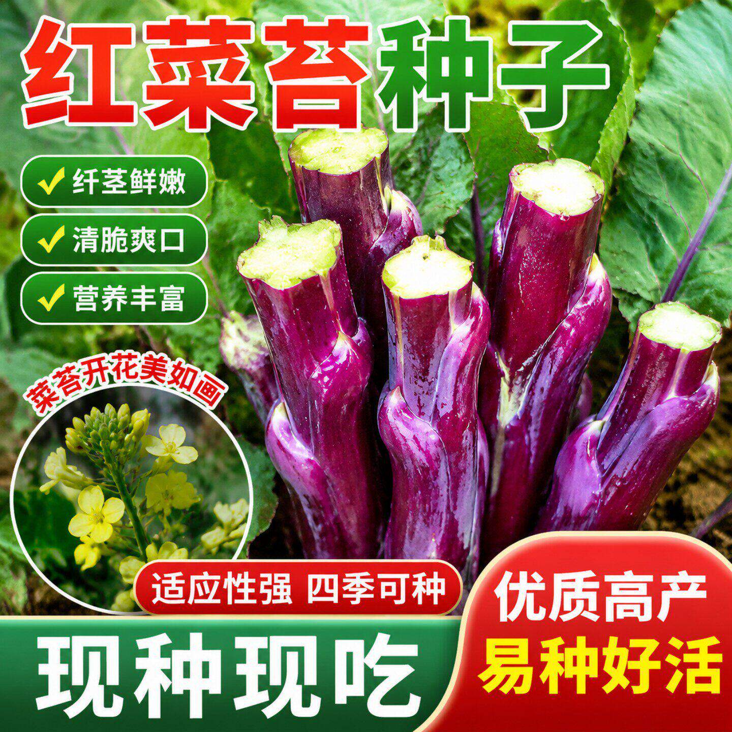 红菜苔种子种籽春季蔬菜蔬莱孑秋季秋冬菜籽菜种四季菜心南方冬季