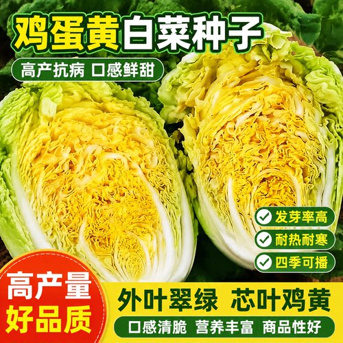 鸡蛋黄奶油大白菜种子真好吃黄心快菜籽农家田园夏秋四季播蔬菜孑