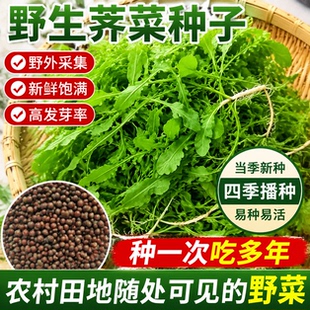 可越冬大叶荠菜种子香荠菜野生荠荠菜地菜野荠菜阳台盆栽蔬菜种籽
