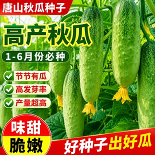 唐山秋瓜种子秋黄瓜高产水果黄瓜阳台盆栽春季秋季易播种蔬菜种子