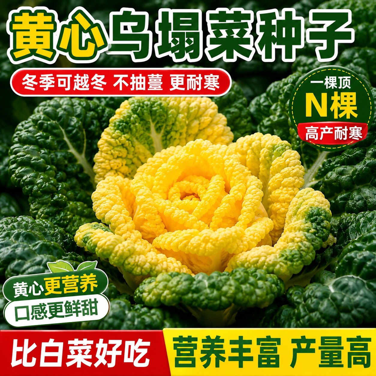 黄心乌种子矮脚塌地可越冬黄心乌塌菜皱叶白菜耐低温农家蔬菜种子
