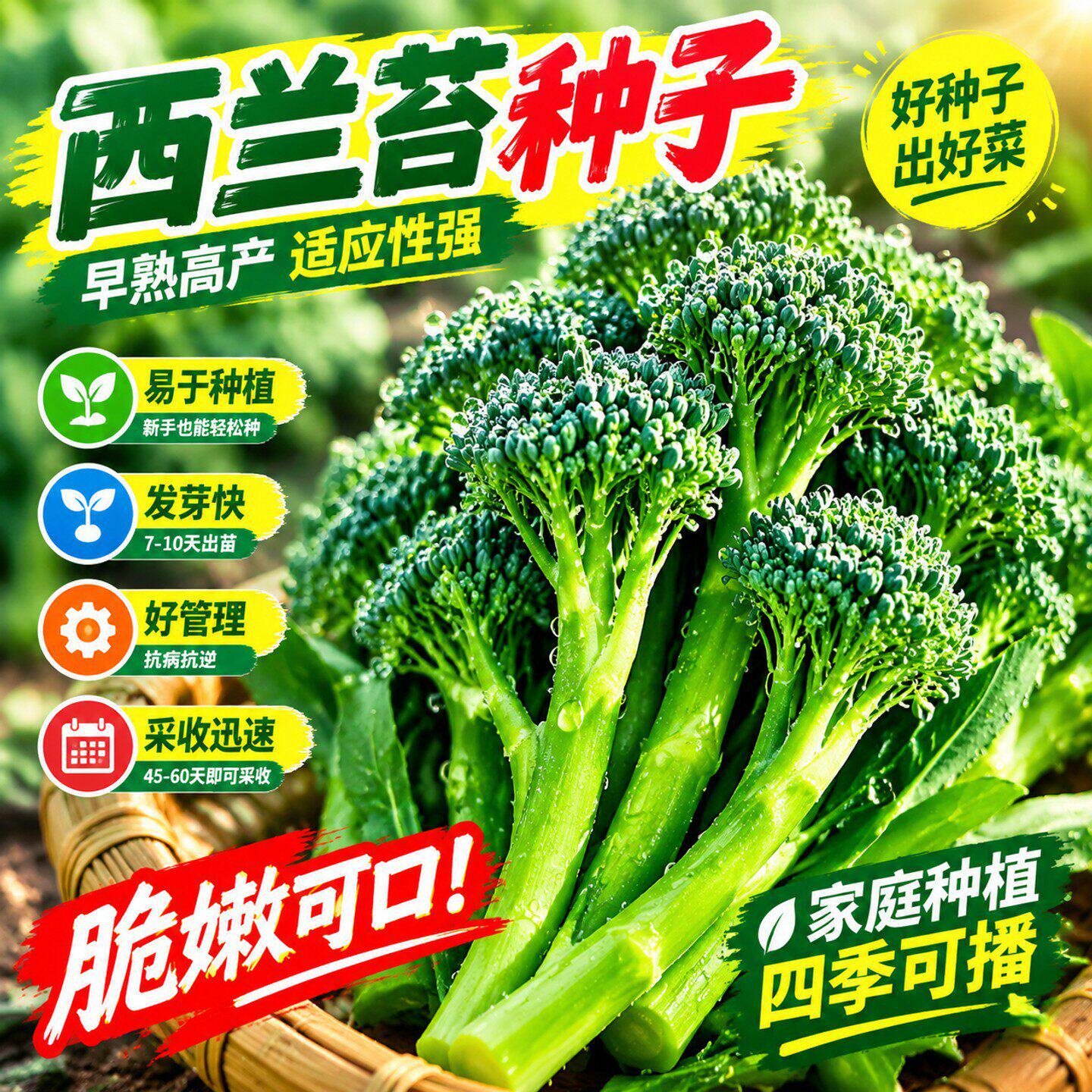 正品新种西兰苔种子绿西兰苔有机西洋芥兰田园庭院种植蔬菜苔种子