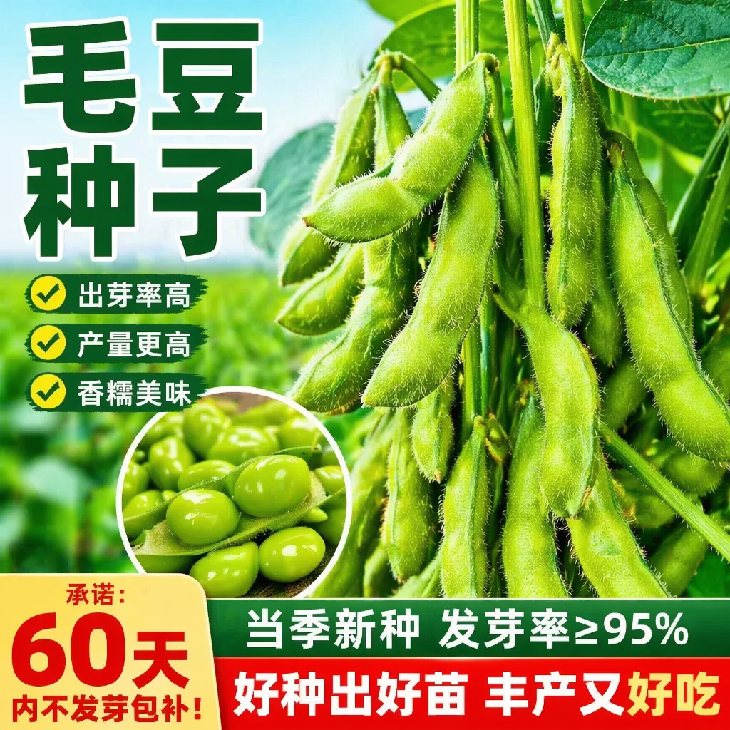 高产早熟青豆大粒毛豆种子抗病耐寒优质青毛豆种子春播夏播毛豆籽