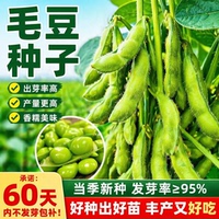 高产早熟青豆大粒毛豆种子抗病耐寒优质青毛豆种子春播夏播毛豆籽