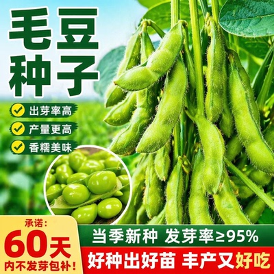 高产早熟青豆大粒毛豆种子抗病耐寒优质青毛豆种子春播夏播毛豆籽