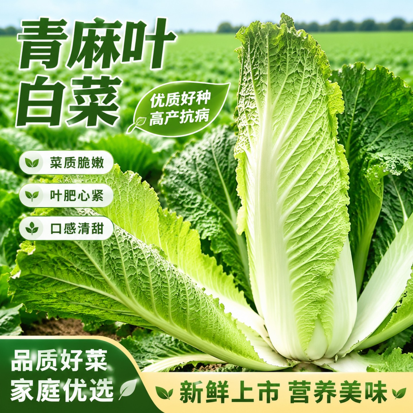 天津青麻叶大白菜种子种籽