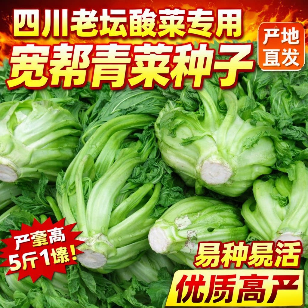 甜芥菜种子大叶宽邦青菜酸菜夏秋季耐热耐寒一年四季蔬菜种子大全