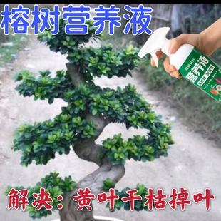 榕树营养液黄叶一喷绿金钱榕人参榕小叶榕绿植老桩盆景专用肥料