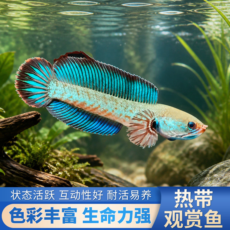阿萨姆奶茶雷龙鱼淡水好养