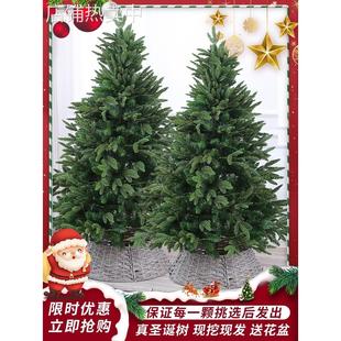 真的圣诞树真树活的云杉圣诞树盆栽大型小型2024新款圣诞树诺贝松
