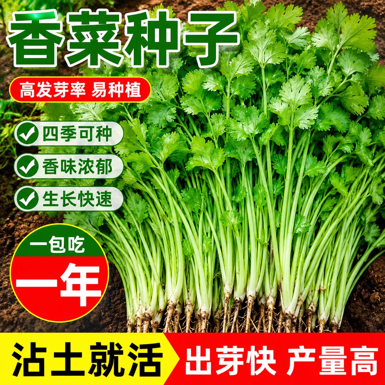 四季香菜种子大叶香菜籽种芫荽种籽阳台种菜盆栽庭院秋冬蔬菜种子