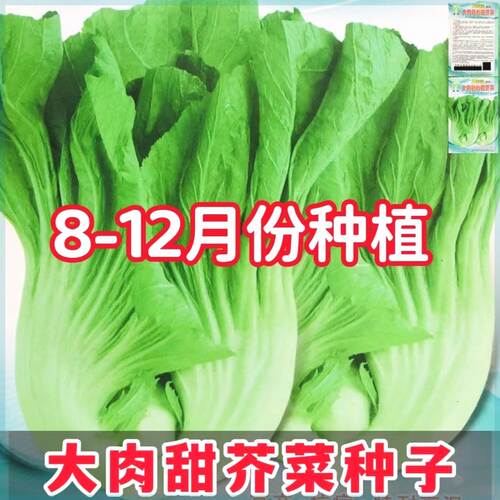 【可越冬】大肉包心芥菜种籽甜芥菜籽腌制酸菜高产早熟大芥菜种子