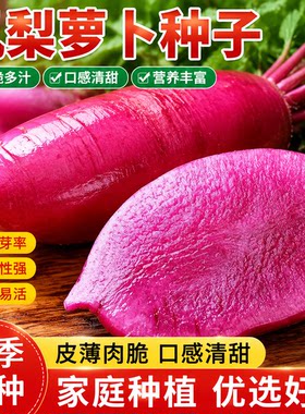 凤梨水果萝卜种子生吃紫美人萝卜胭脂萝卜籽四季夏季蔬菜种子大全