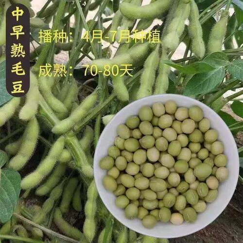 极早熟毛豆种子50天高产