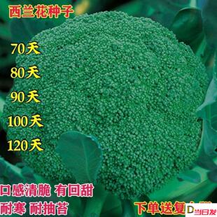 「西兰花种子」高产四季耐寒易种绿菜花青花椰菜庭院菜园蔬菜种子