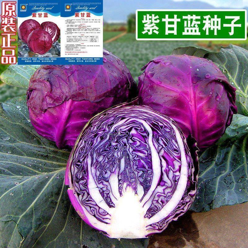 紫甘蓝菜种四季种紫色紫皮包菜种籽紫红紫包菜籽孢子蔬菜种子室内