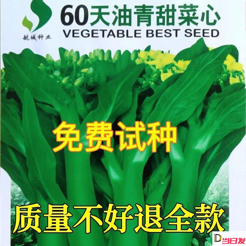 60天油青甜菜心种子早熟耐高温春秋四季超甜菜苔种籽农家蔬菜种子