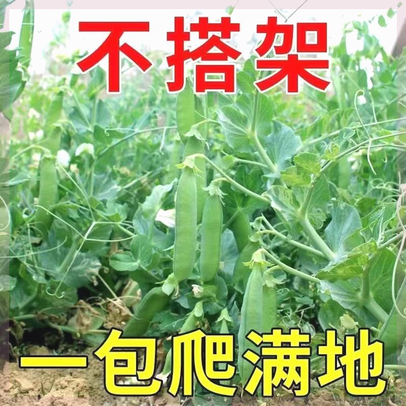 软荚荷兰豆种子春夏四季播种大荚菜豆豌豆豆角种籽农家蔬菜种籽-封面
