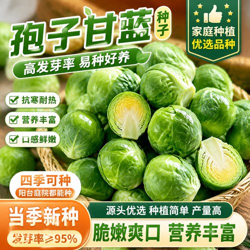 抱子甘蓝种子孢子甘蓝菜苗蔬菜种籽子小包菜卷心菜包心菜羽衣甘蓝