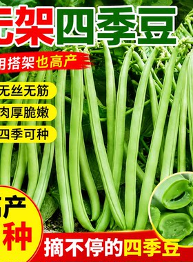 【无架四季豆种子】易种丰产无筋无丝四季豆春秋播种高产蔬菜种子