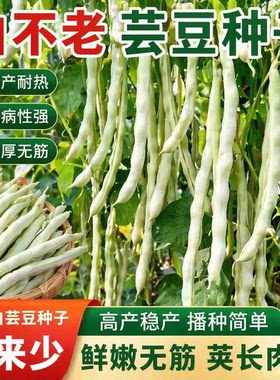 九粒白芸豆种子孑摘不败白不老籽高产四季抗病老来少压趴爬架云豆