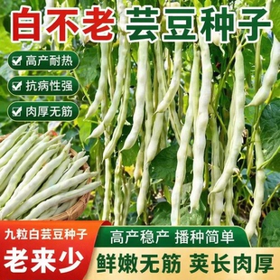 九粒白芸豆种子孑摘不败白不老籽高产四季抗病老来少压趴爬架云豆