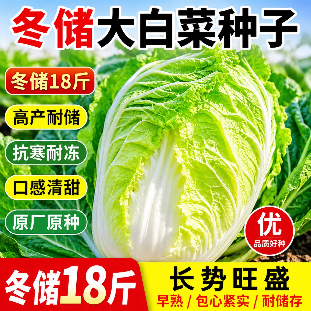 冬储18斤白菜种子东北大白菜高产抗病越冬秋冬新品种蔬菜种籽大全图片