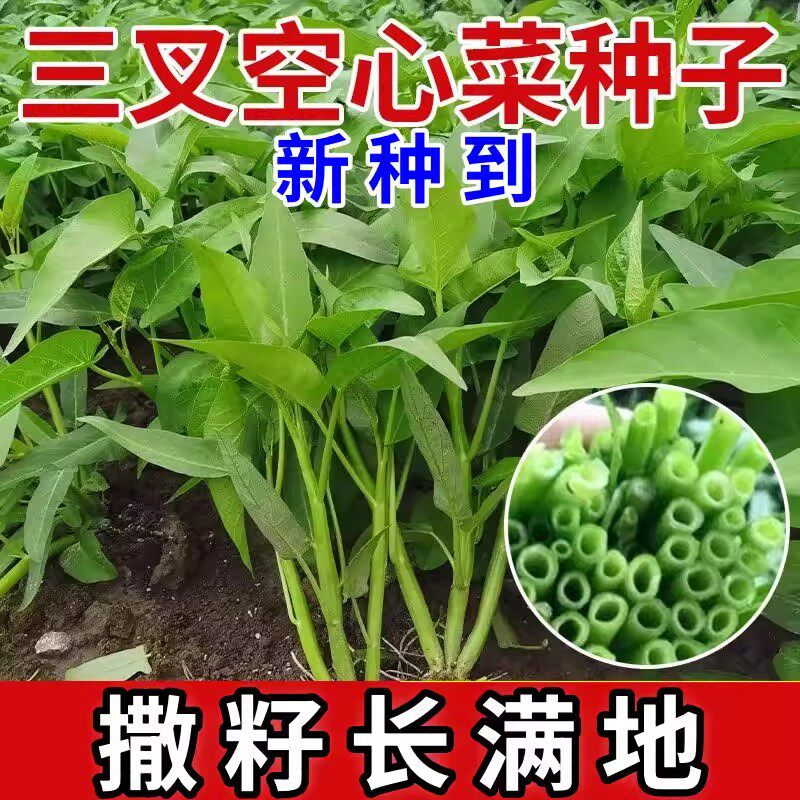 大叶三叉高产空心菜种籽子大田农家庭院四季青菜种子蔬菜种孑籽种