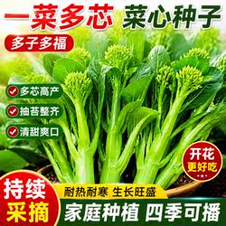 多子多福菜心种子四季播脆嫩连州菜心清甜多芽菜苔种籽蔬菜种孑