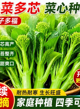 多子多福菜心种子四季播脆嫩连州菜心清甜多芽菜苔种籽蔬菜种孑