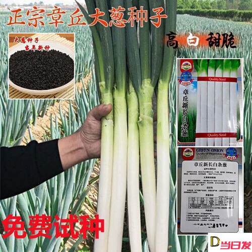 山东章丘大葱种子高产耐寒铁杆苗蔬菜苗子种籽四季春季大葱种子孑