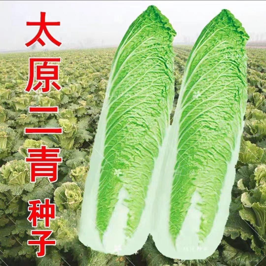 【今年新种】太原二青大白菜种子天津青麻叶籽高筒长白菜蔬菜高产