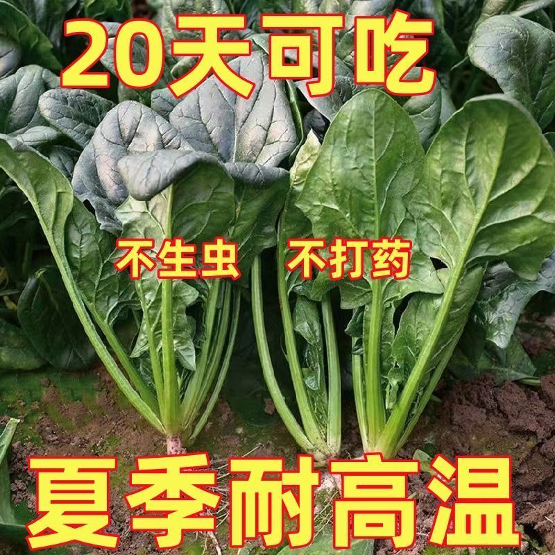 大叶菠菜种子四季易种原生态菠菜籽种子抗病耐热耐寒越冬蔬菜种子