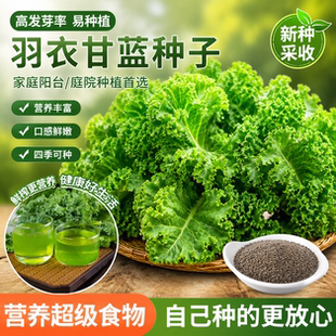 羽衣甘蓝种孑蔬菜种子阳台自种菜苗南方秋播菜种籽四季菜籽盆栽