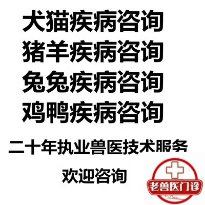 专业执业资格兽医咨询聊天交友