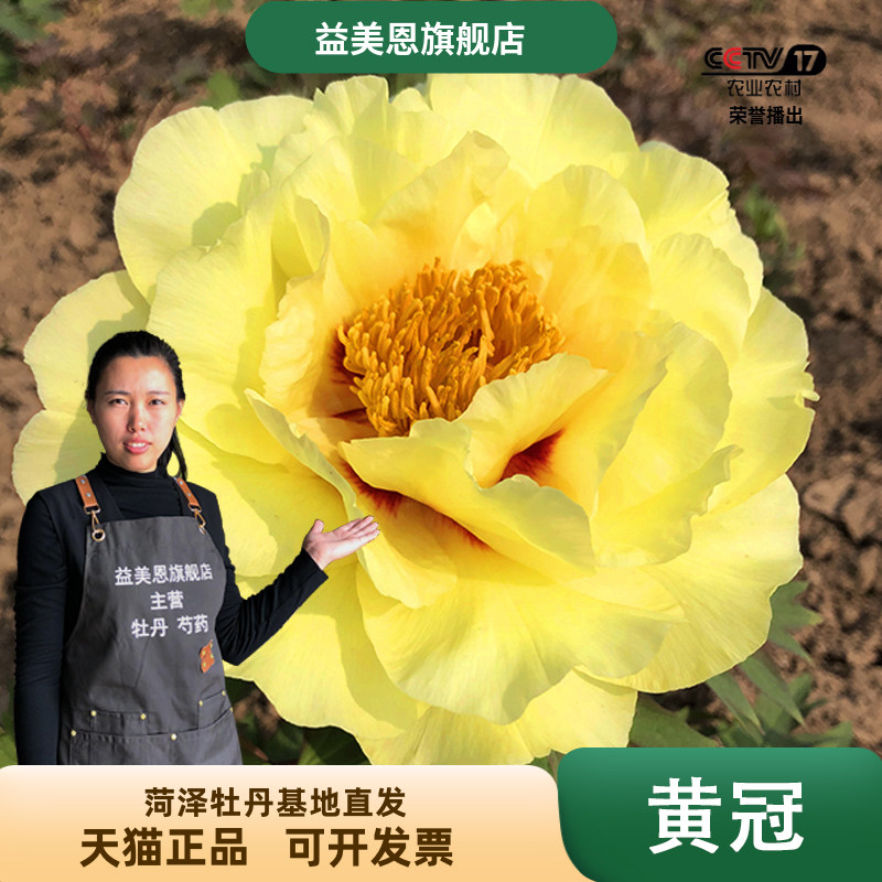 益美恩旗舰店黄冠牡丹花卉菏泽正宗观赏庭院盆栽阳台盆栽牡丹花苗