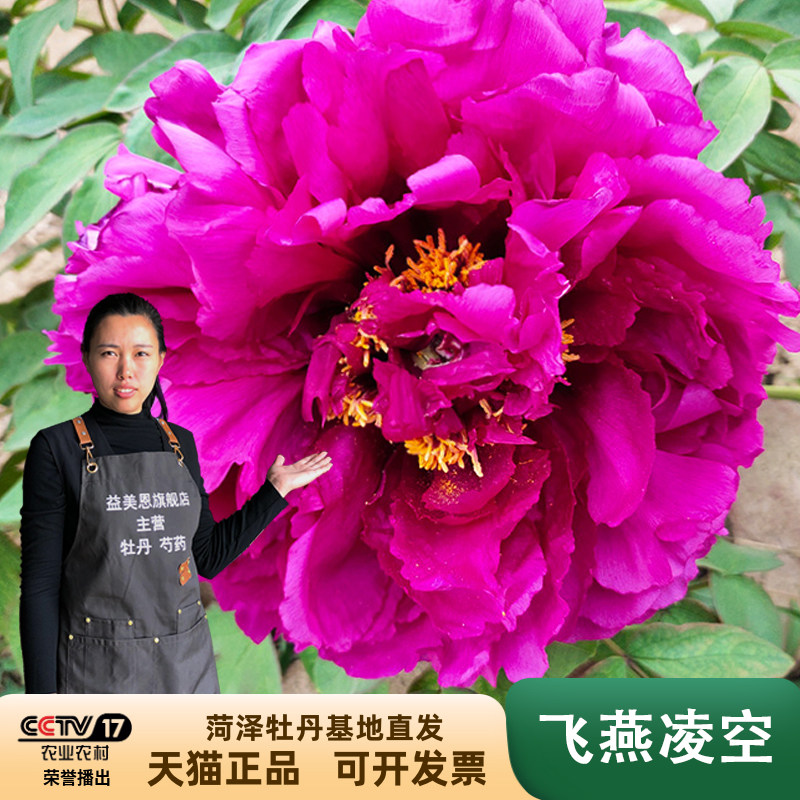 益美恩旗舰店飞燕凌空牡丹花卉菏泽正宗观赏庭院盆栽阳台牡丹花苗