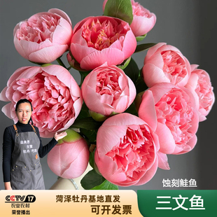 三文鱼芍药花苗中期花进口品种蚀刻鲑鱼小鱼粉色观赏精致变色菏泽
