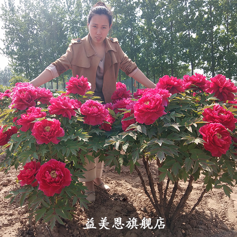 菏泽牡丹花苗大苗正宗观赏牡丹王花王绿幕映玉岛锦潮衣独杆牡丹树